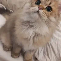 گربه بیریتیش لانگ هیر