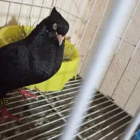 کبوتر آبادانی