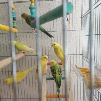 مرغ عشق جوان و بالغ