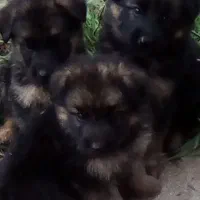 واگذاری سگ ژرمن شولاین ۶۰روزه|سگ|برخوار, |دیوار