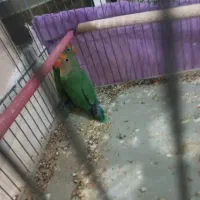 طوطی برزیلی|پرنده|لاجان, |دیوار