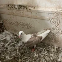 کفتر|پرنده|یزد, |دیوار