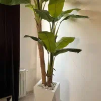 درخچه وارداتی