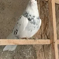 هما سرور کاکلی نر