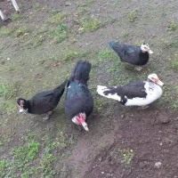 فروش اردک اسرائیلی و ژاپنی نر و ماده