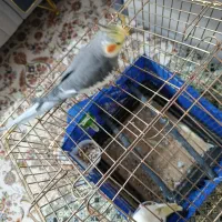 عروس هلندی مولد سخن گو|پرنده|پاکدشت, خاتون آباد|دیوار