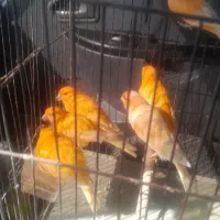 قناری ماده همه رنگ دارم