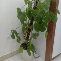 گلدان