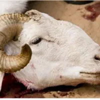 قصاب.گوسفندخونی|خدمات پیشه و مهارت|مشهد, طلاب|دیوار