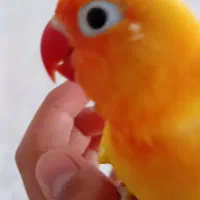 طوطی کوتوله گم شده