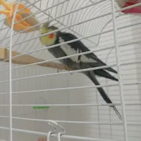 عروس هلندی