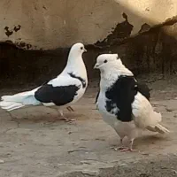 کفتر ابلغ تیک پاره|پرنده|تهران, مسعودیه|دیوار