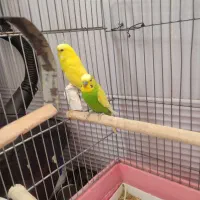 جفت مرغ عشق انگیسی گریدB
