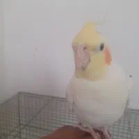 عروس هلندی جوجه بالغ دستی لیتینو البینو|پرنده|مبارکه, |دیوار