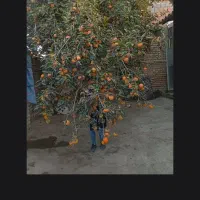 خرمالو. ارگانیک