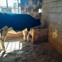 گاو|حیوانات مزرعه|بجنورد, |دیوار