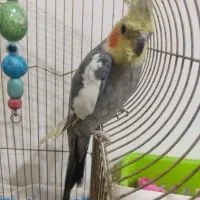 طوطی عروس نر