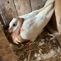 ماده طوق زرد بوم باز بدون هیچ خطایی