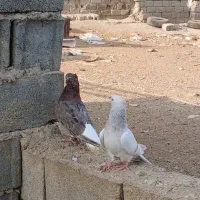 فوری|پرنده|رامشیر, |دیوار