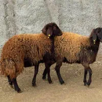 قصاب  سلاخ  زبح گوسفند