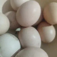 تخم مرغ لاری