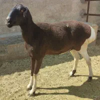 شیشک چینی|حیوانات مزرعه|طسوج, |دیوار