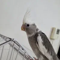 عروس هلندی آلبینو|پرنده|رشت, نیکمرام|دیوار