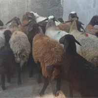 میش زاییده افشاری|حیوانات مزرعه|اصفهان, شفق|دیوار
