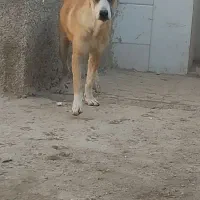 دو عدد آلابای نر ۸ماه