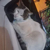 گربه سفید گم شده