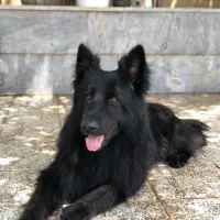 ژرمن بلک نر کشش