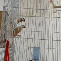 فنچ نرگسی شکلاتی