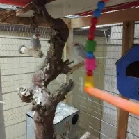 فنج نرگسی با قفس