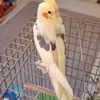عروس هلندی ماده