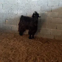 کهره چپش ترکی