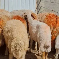 میش استسنائی و خاص