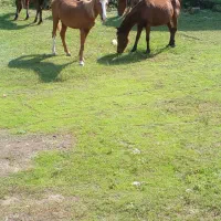 فروش زمین و ویلا نیم ساخت