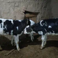 گوساله هلشتاین اصیل  قطع شیر|حیوانات مزرعه|رامند, |دیوار