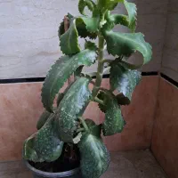 گلهای خانگی|گل و گیاه طبیعی|آبیک, |دیوار