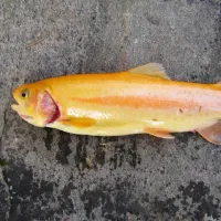 قزل طلای درجه A|ماهی|سنگر, |دیوار