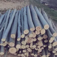 خرید و فروش چوب