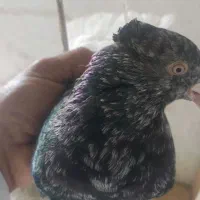 کوهی دم سفید