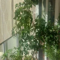 گل بزرگ شفلرا (در تبریز)|گل و گیاه طبیعی|صوفیان, |دیوار