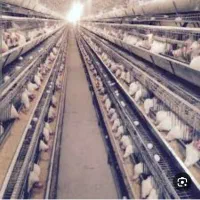 کارگر برای مرغداری تخم گذار