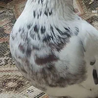 کبوتر  گی.گویوخ‌ماده‌کاکلی‌