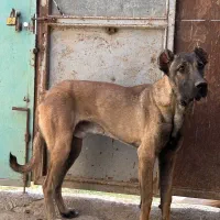 توله سرابی|سگ|قره چای, |دیوار