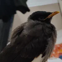 جوجه مرغ مینا
