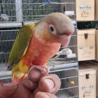 طوطی گیرینچیک راهب ملنگو سرلاکی تا جفت