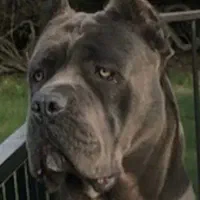 ژرمن روتوایلر وارادتی الابای سرابی کن کورسو