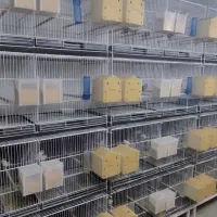 قفس سالنی درجه یک . انواع فنچ